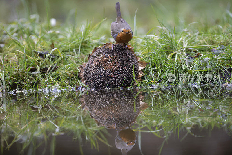 向日葵上的罗宾(Erithacus rubecula)